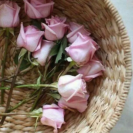 Koala Apartments- Irida, Elea *