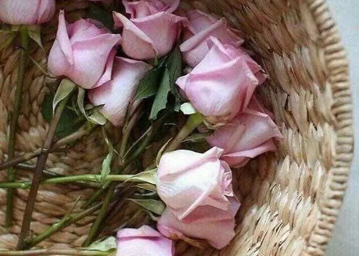 Koala Apartments- Irida, Elea *